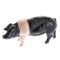 John Beswick Farmyard - Saddleback Pig