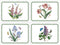 Pimpernel for Portmeirion Botanic Garden Placemats Set of 4