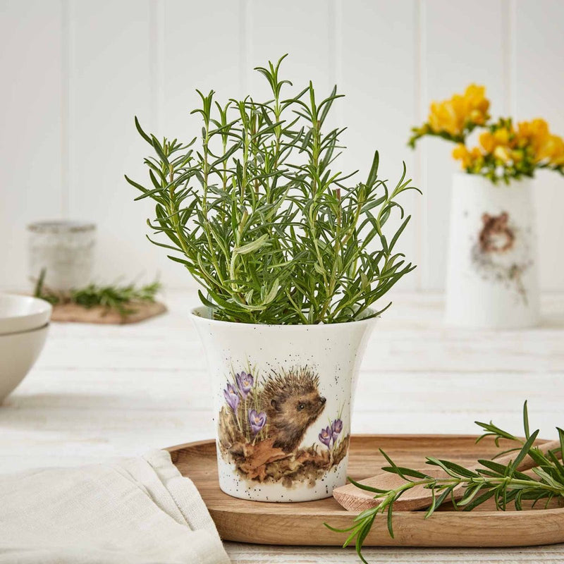 Royal Worcester Wrendale Designs Flower/Herb Pot (Hedgehog)